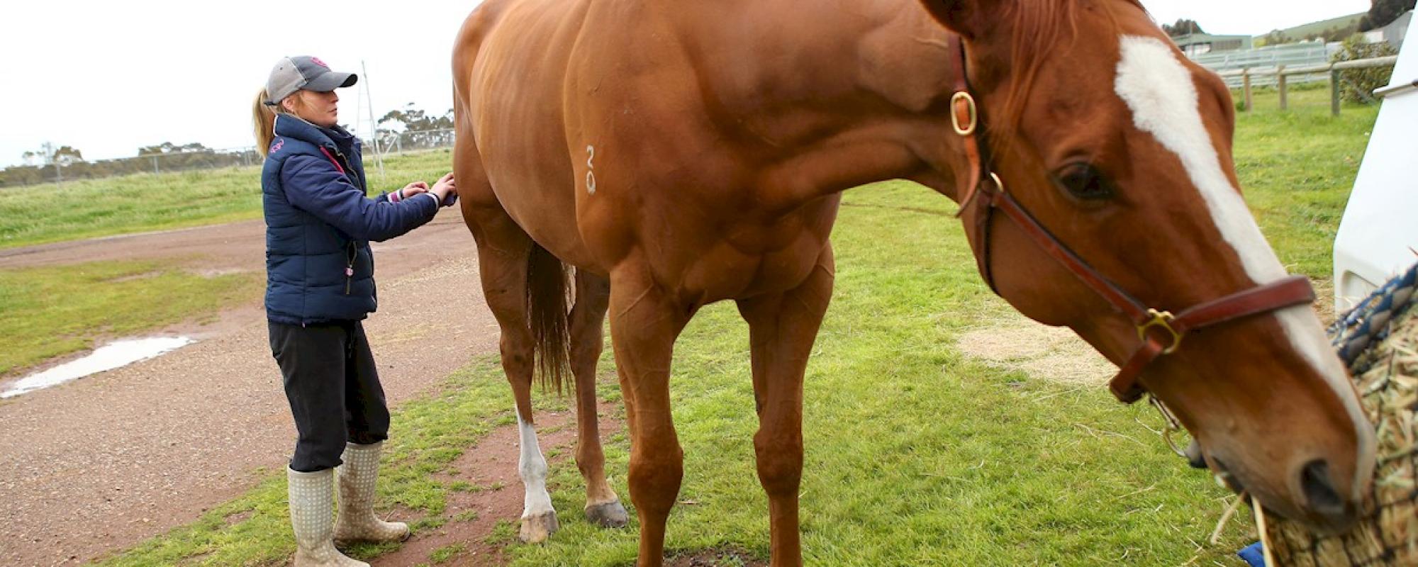 equine veterinary case studies equine veterinary case studies